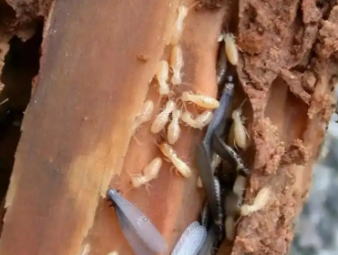 泰兴白蚁防治公司分享新房入住防虫攻略，提前布局远离白蚁隐患
